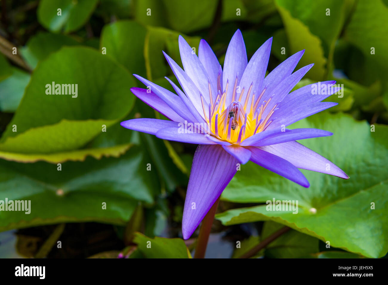 purple water lily with bee Stock Photo - Alamy