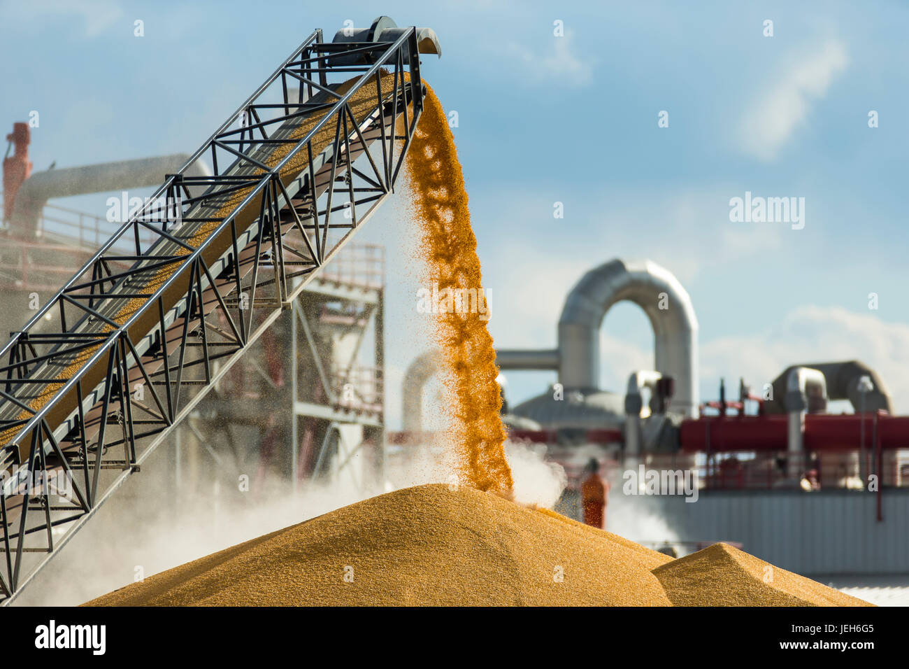 Unloading the corn harvest at the Glacial Lakes Energy ethanol plant