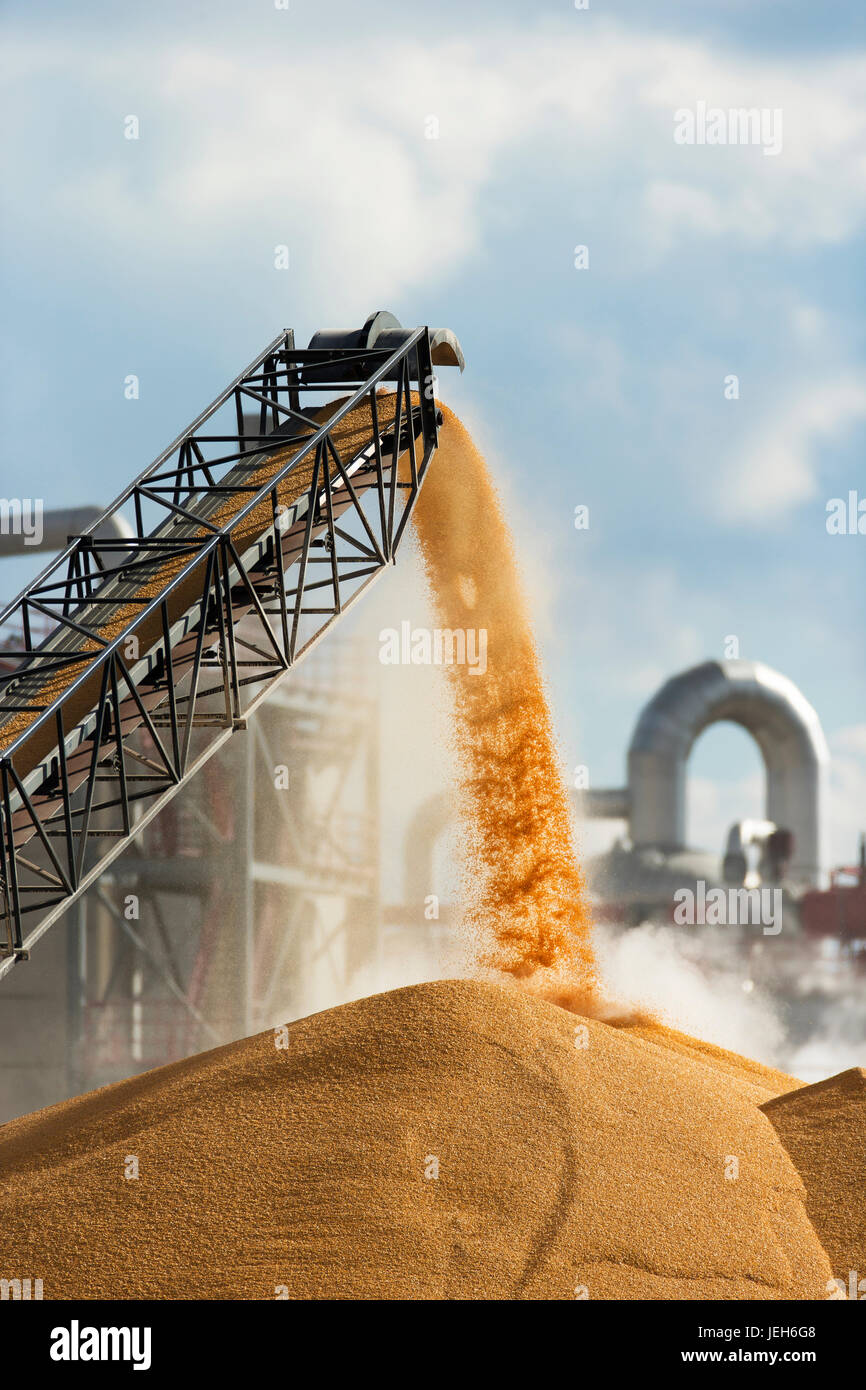 Unloading the corn harvest at the Glacial Lakes Energy ethanol plant