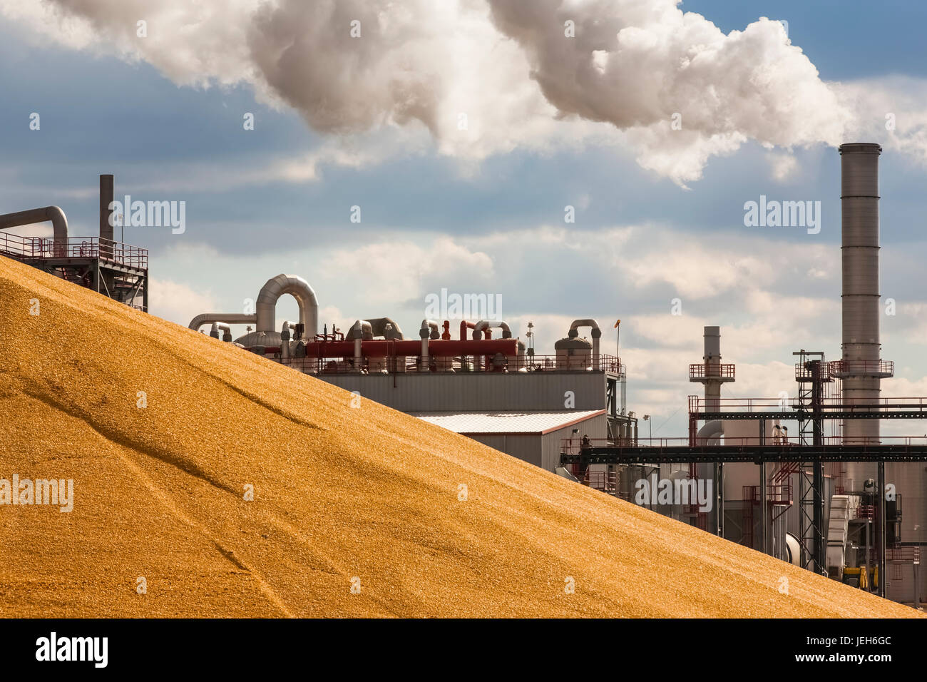 Unloading the corn harvest at the Glacial Lakes Energy ethanol plant