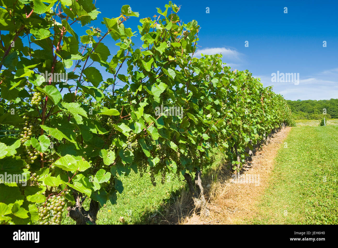 Gasperau Valley vineyards, near Wolfville; Nova Scotia, Canada Stock Photo