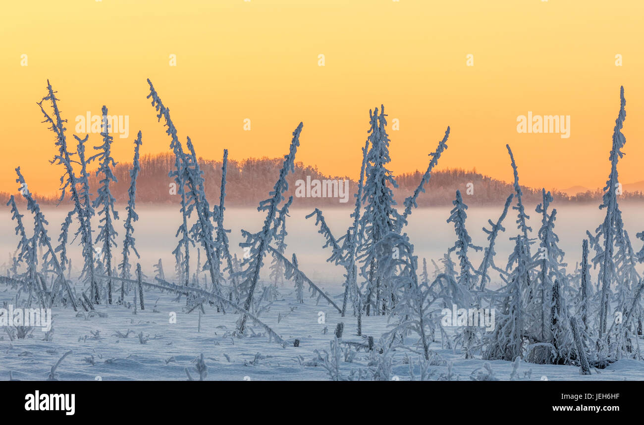 Hoarfrost covers black spruce trees as ground fog and dusk descend on Palmer Hay Flats in South-central Alaska in winter Stock Photo