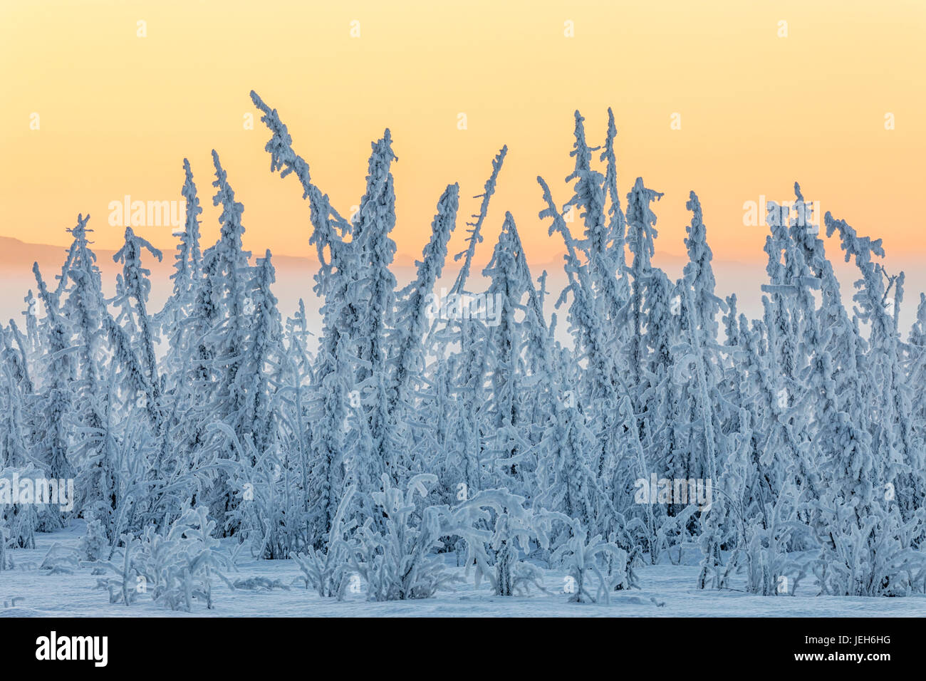 Hoarfrost covers black spruce trees as ground fog and dusk descend on Palmer Hay Flats in South-central Alaska in winter Stock Photo