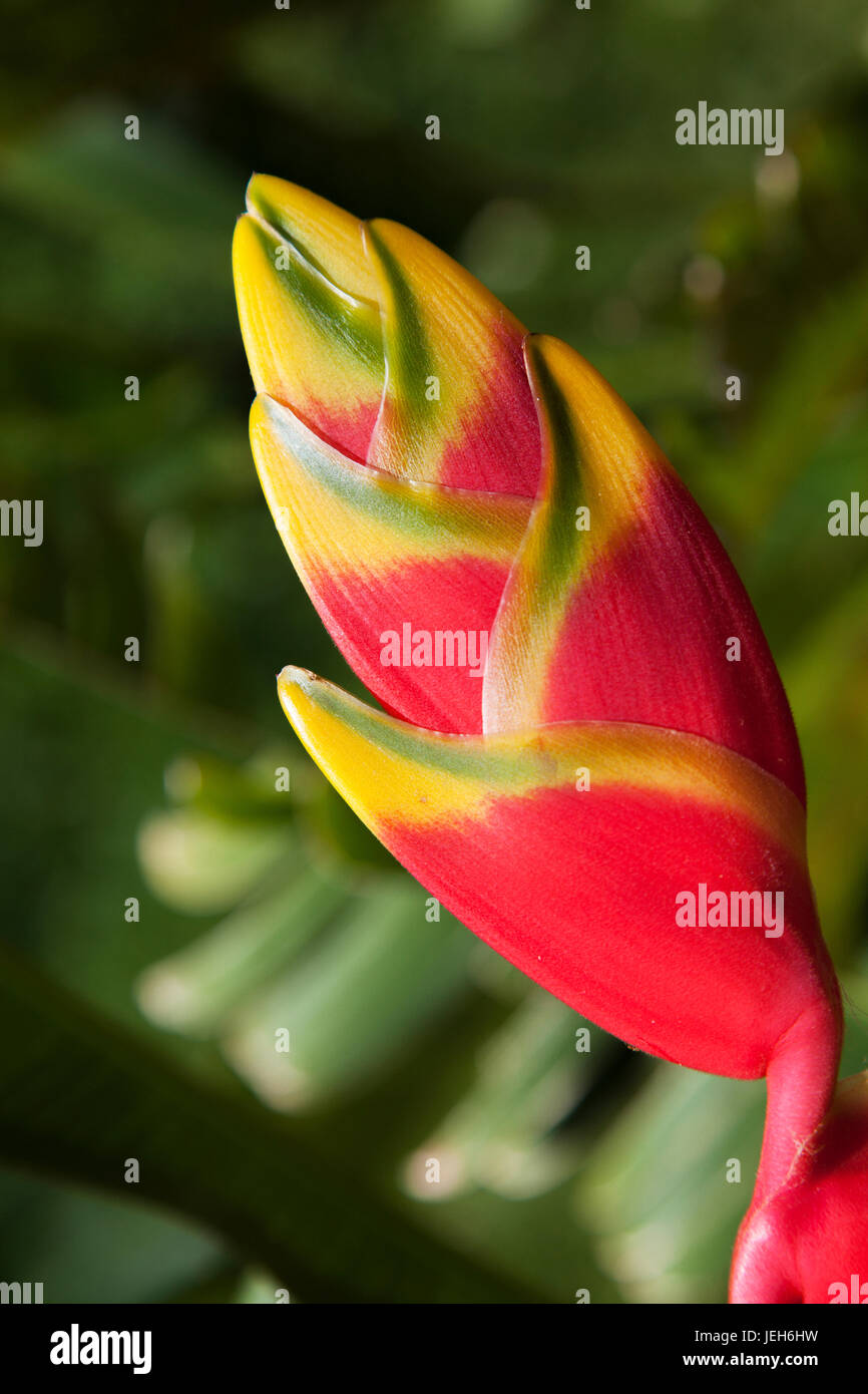 Close-up of lobster-claw heliconia flower; Maui, Hawaii, United States of America Stock Photo