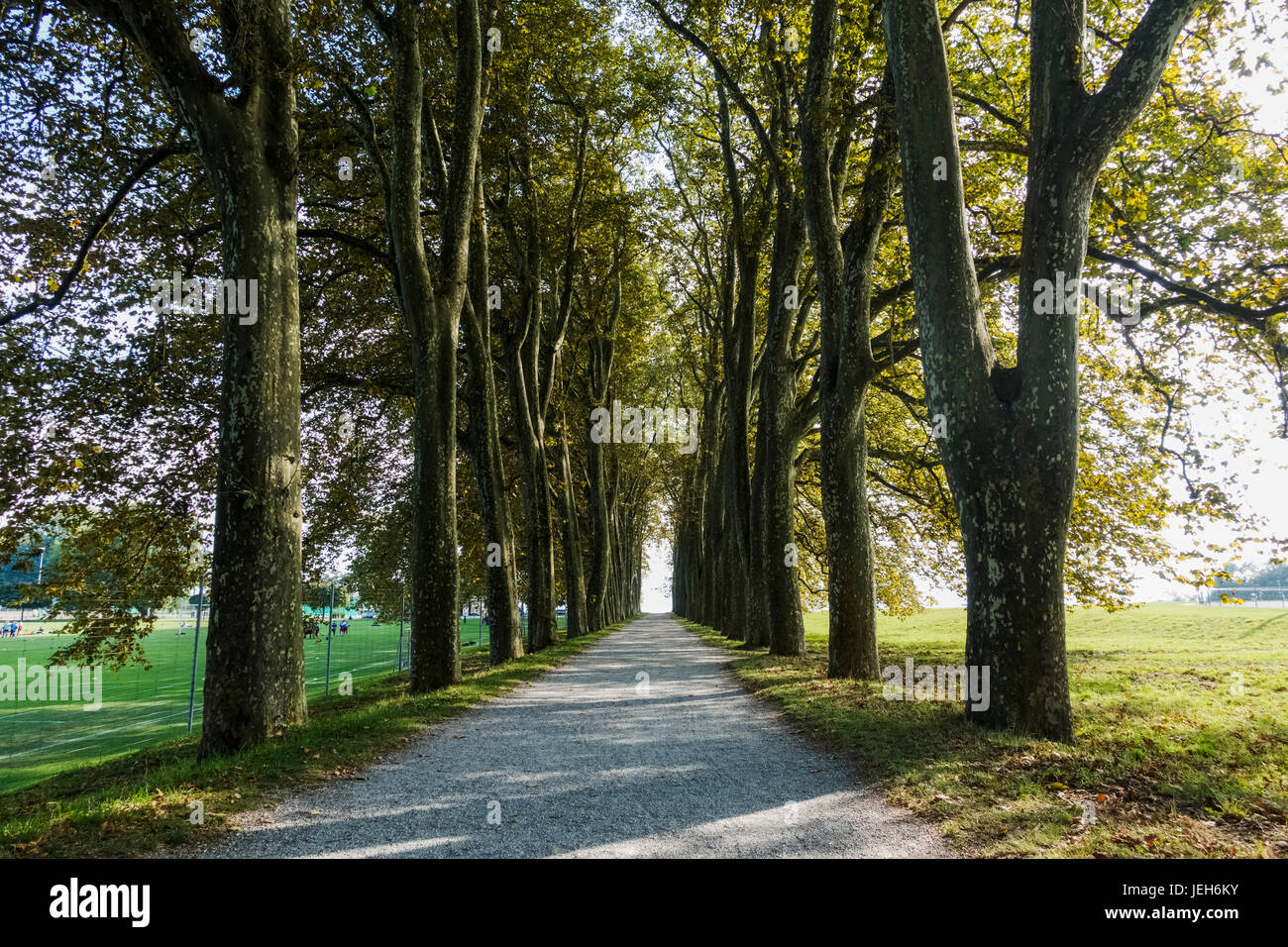 Tree lined path leading to Lake Geneva, University of Lausanne; Lausanne, Switzerland Stock Photo