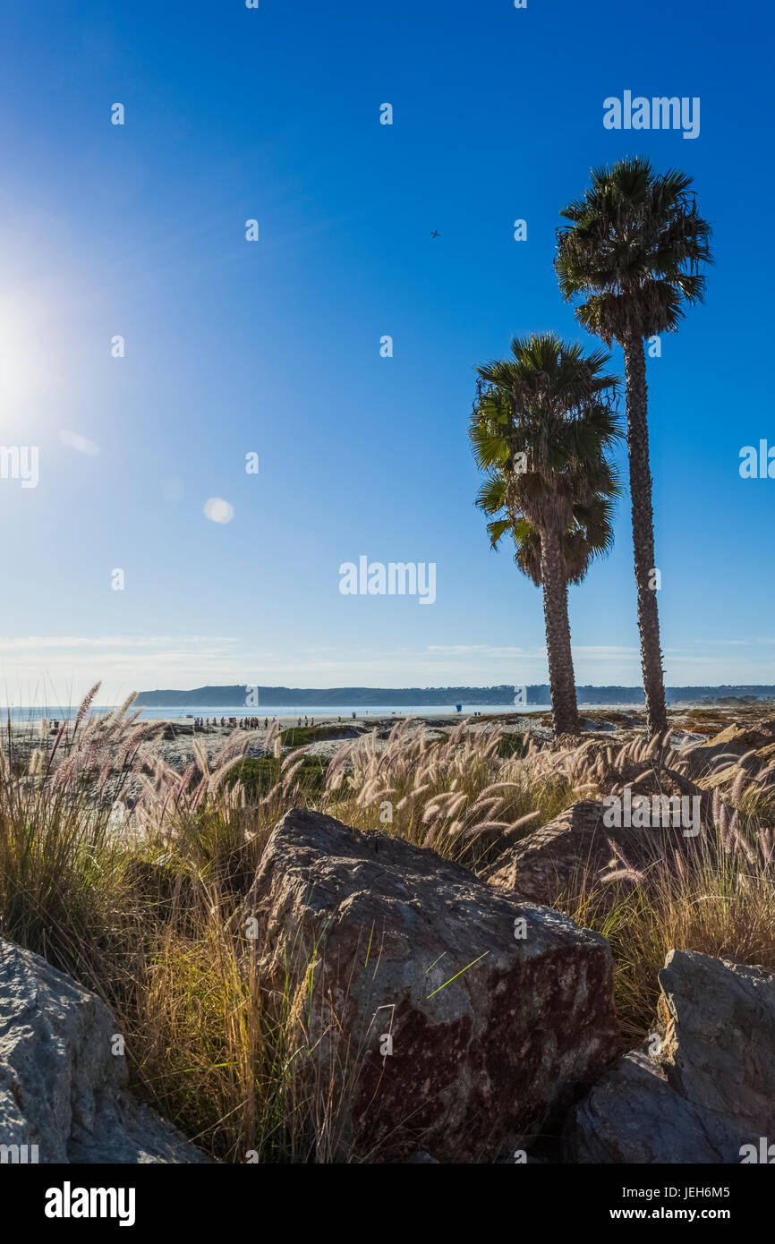 Palm trees on the shore along the coast with a view of the coastline under a blue sky; California, United States of America Stock Photo