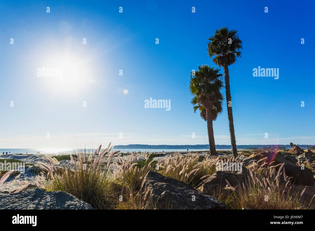 Palm trees on the shore along the coast with a view of the coastline under a blue sky; California, United States of America Stock Photo