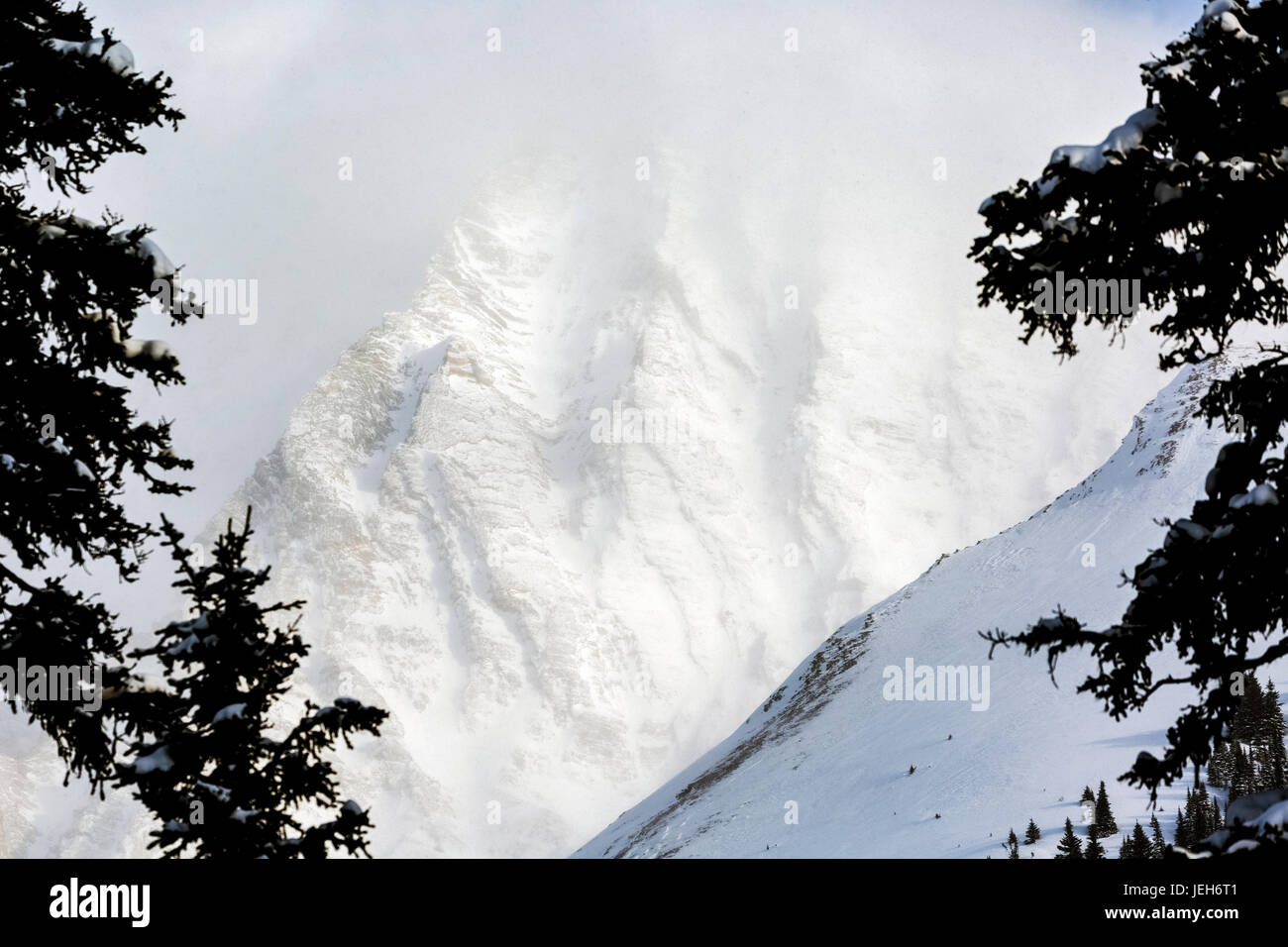 Evergreen trees snow close up hi-res stock photography and images - Alamy