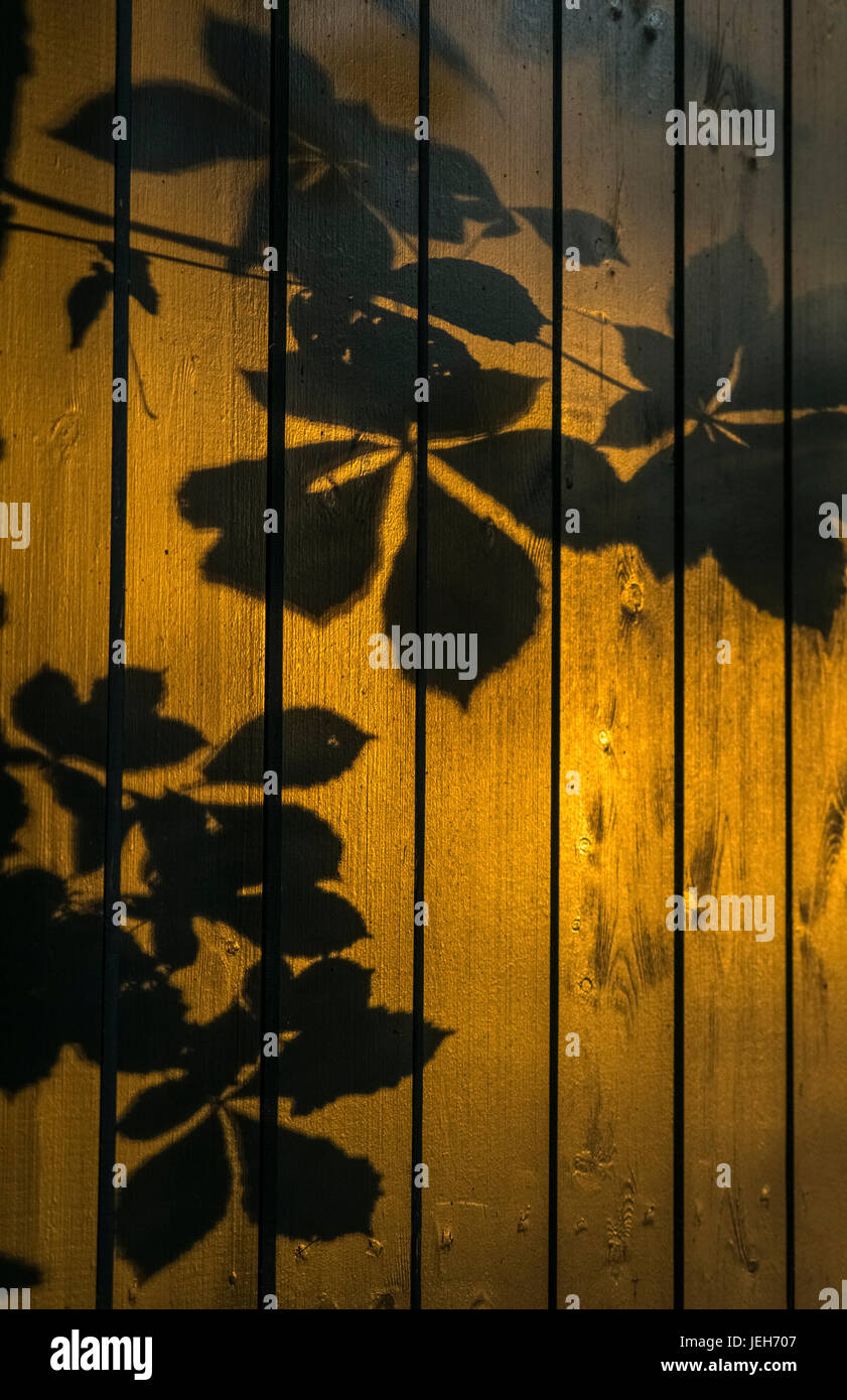 Shadows of tree branches and leaves cast on a wooden fence; Gateshead, Tyne and Wear, England Stock Photo