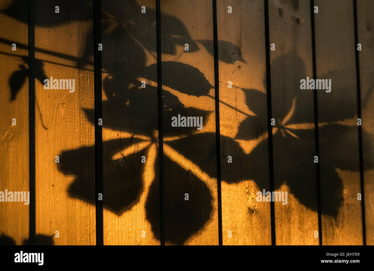 Shadows of tree branches and leaves cast on a wooden fence; Gateshead, Tyne and Wear, England Stock Photo