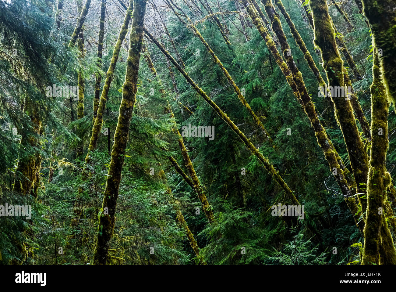 Red Alder trees grow with conifers; Cannon Beach, Oregon, United States