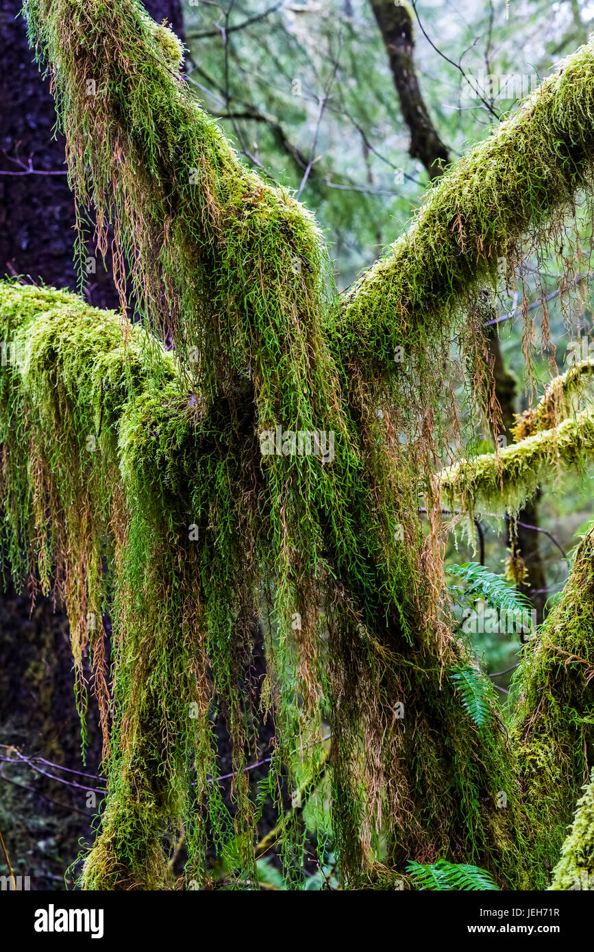 Oregon selaginella moss hires stock photography and images Alamy