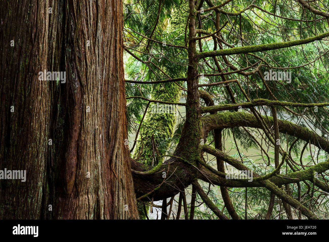 Huge Western Red Cedar trees are found at Ecola Creek Forest Reserve; Cannon Beach, Oregon, United States of America Stock Photo