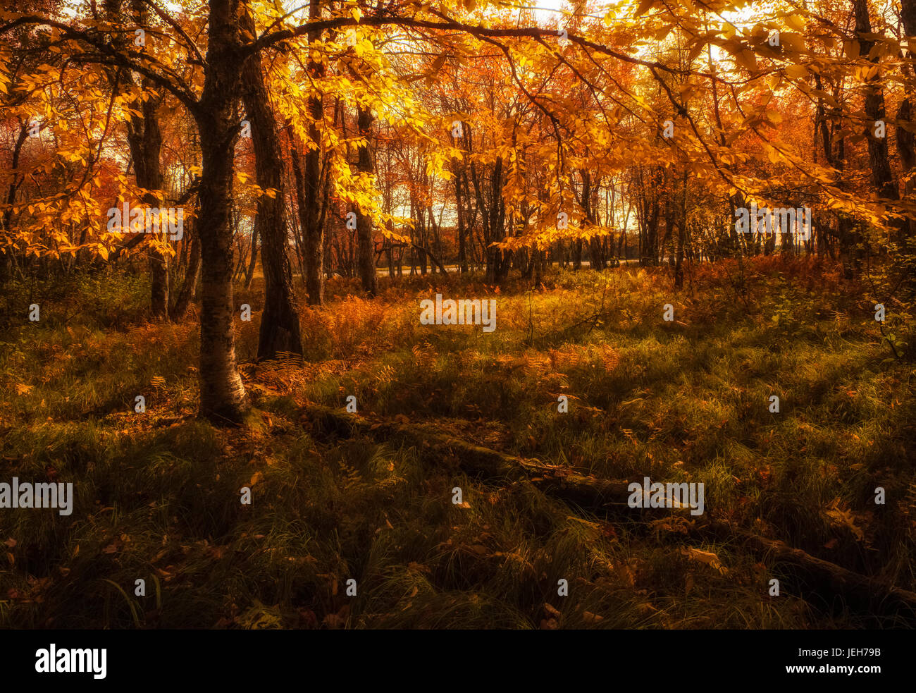 Forest meadow in glowing autumn colours near the floodplain of the Mersey River, Kejimkujik National Park; Nova Scotia, Canada Stock Photo