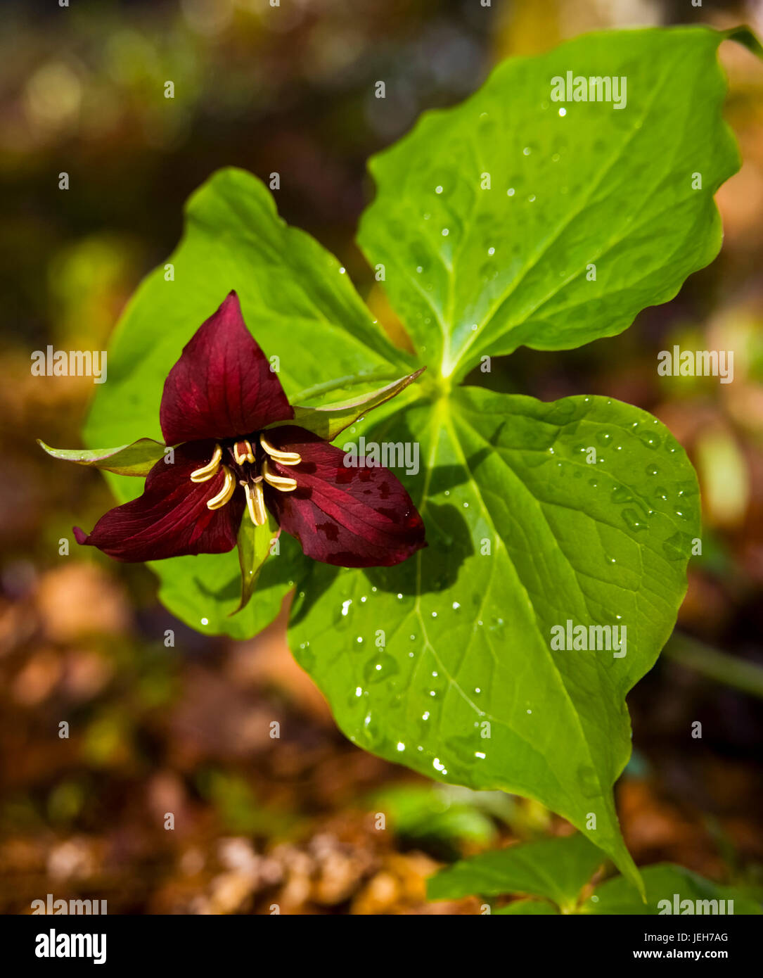 Red Trillium (Trillium erectum) wildflower and raindrops; Cape Split, Nova Scotia, Canada Stock Photo