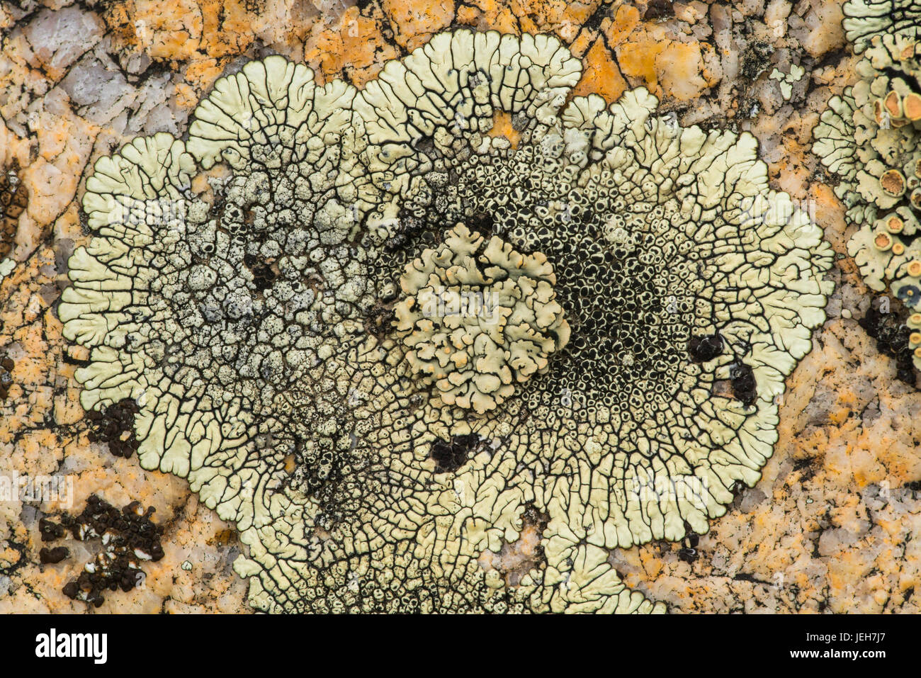 Lichen on rock, Grasslands National Park; Saskatchewan, Canada Stock Photo