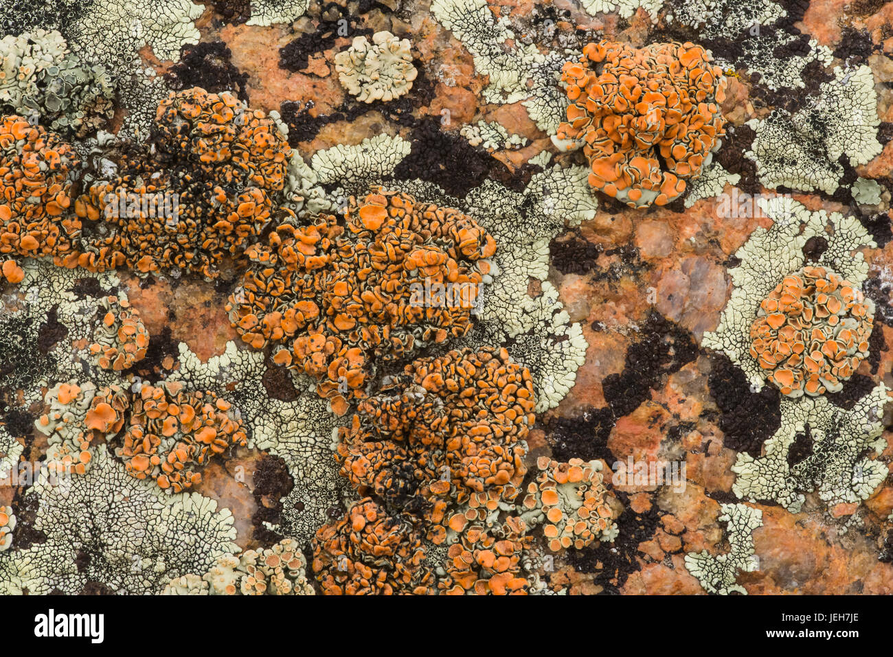 Lichen on rock, Grasslands National Park; Saskatchewan, Canada Stock Photo
