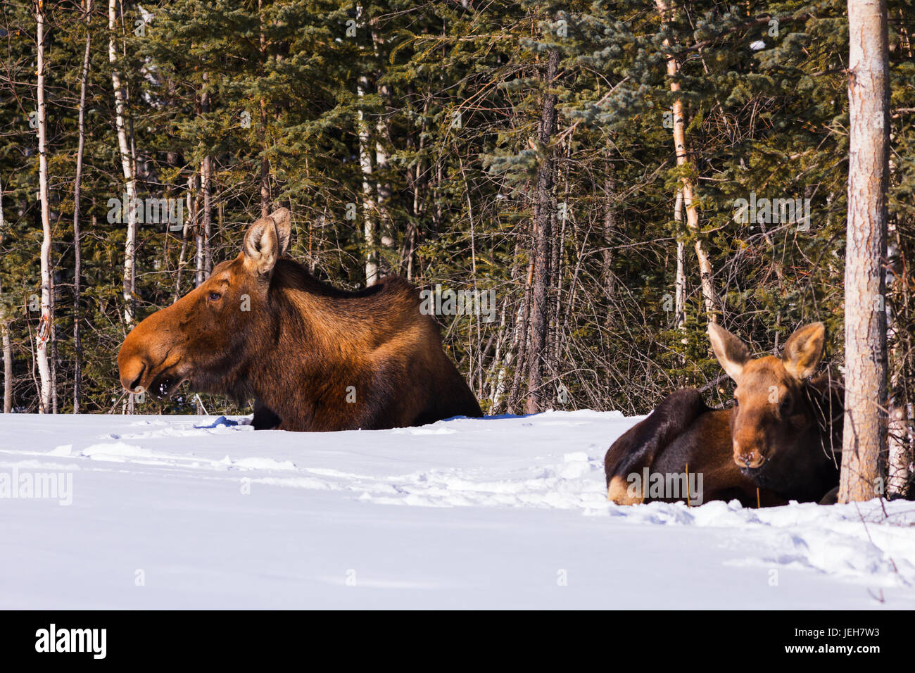Moose Lying Down High Resolution Stock Photography and Images Alamy