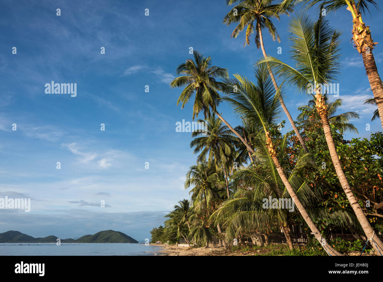 Palm trees line the beach along the Gulf of Thailand under a blue sky; Ko Samui, Chang Wat Surat Thani, Thailand Stock Photo