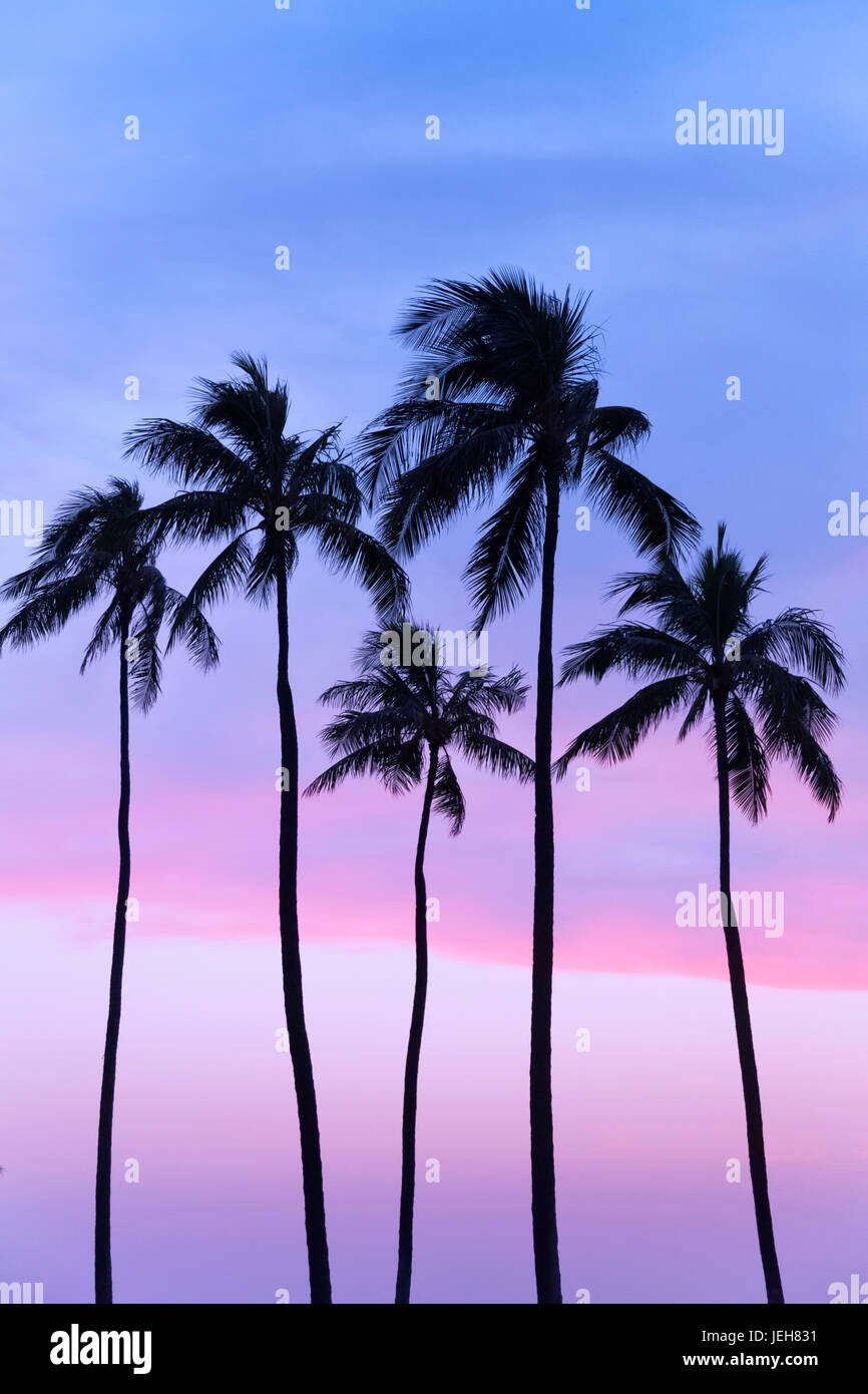 Five coconut palm trees in line with cotton candy sunset behind; Honolulu, Oahu, Hawaii, United States of America Stock Photo