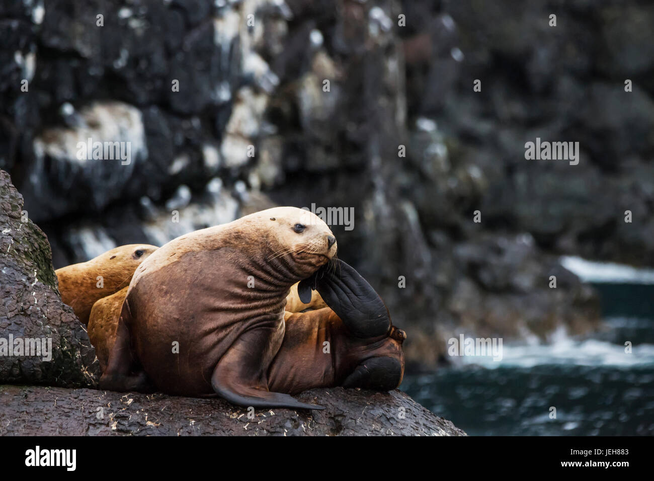 A Steller Sea Lion (Eumetopias jubatus) sitting on shoreline rocks scratches it's nose with it's foot, Resurrection Bay, South-central Alaska Stock Photo