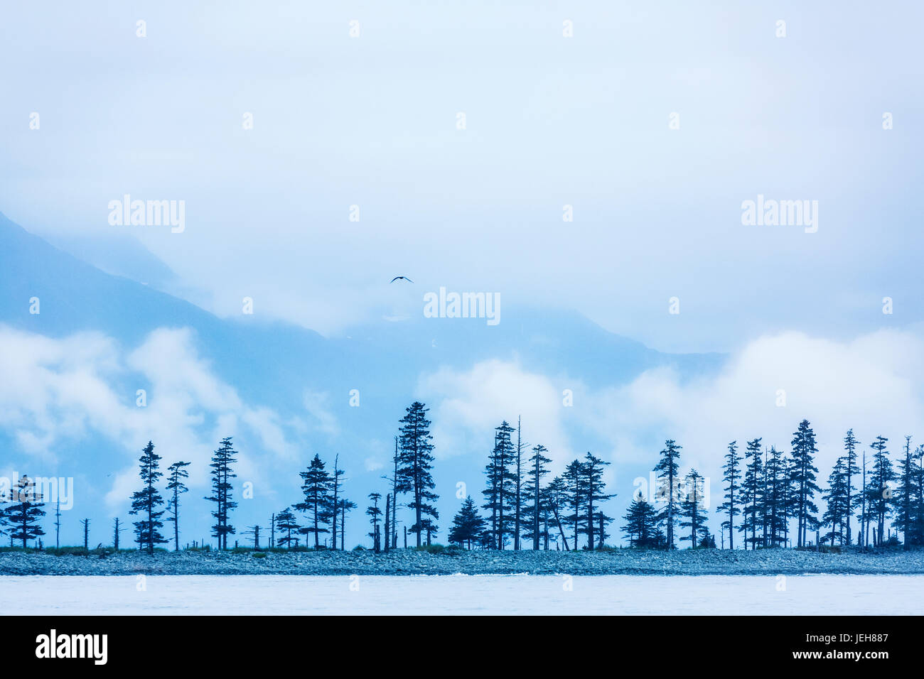 A bird flies above trees under a cloudy sky and fog on the coast of