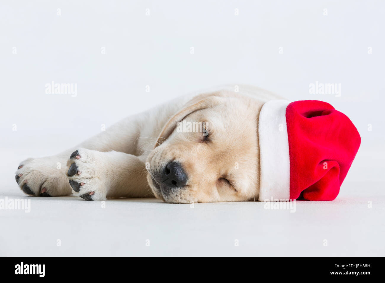 A Labrador puppy lays down on a white background wearing a santa hat ...