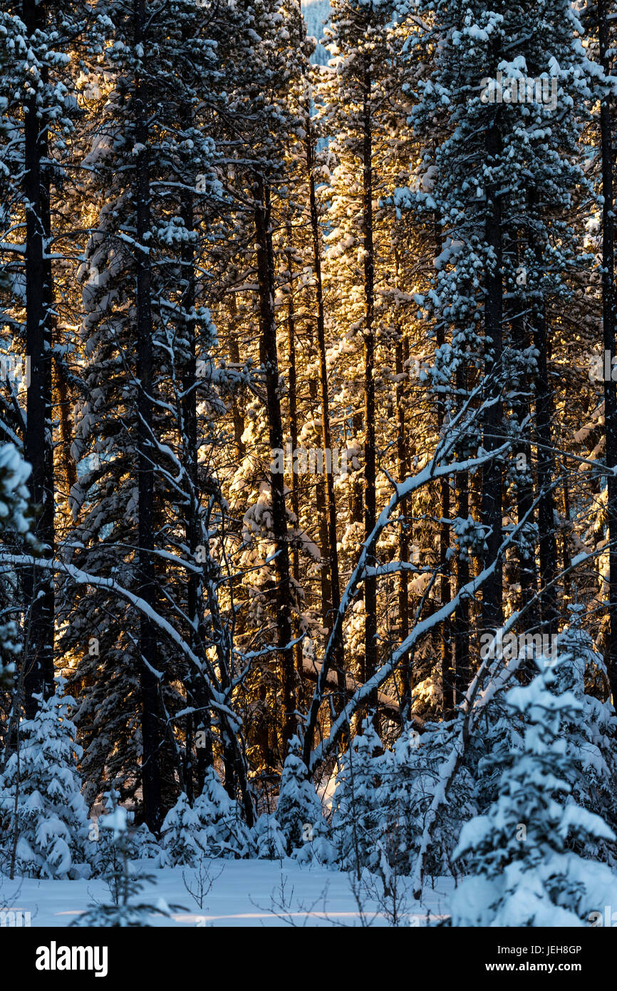 Glowing sunlight coming through a snow covered forest, West of Bragg Creek; Alberta, Canada Stock Photo