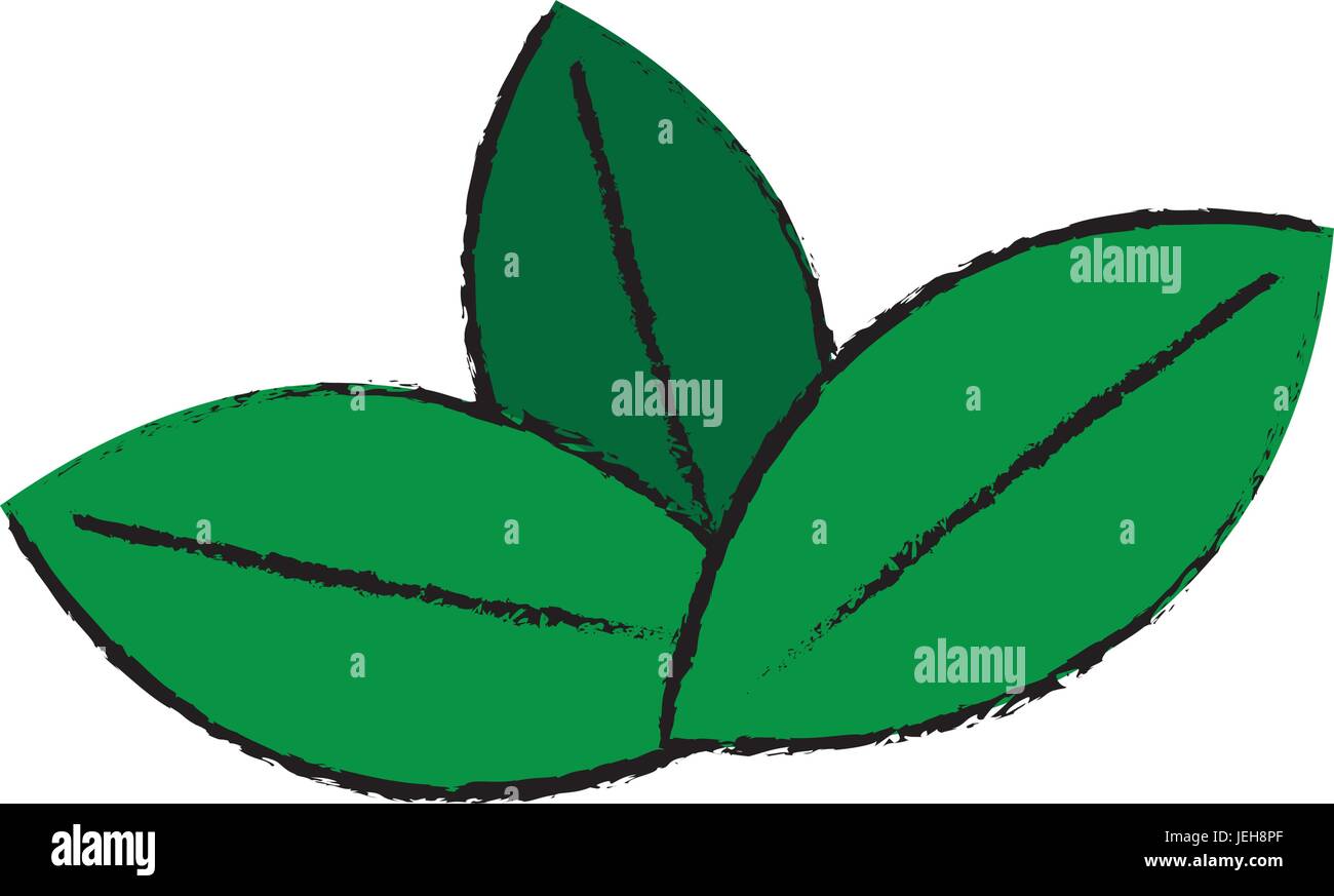 fresh green mint leaves herbal drink icon Stock Vector Image & Art - Alamy