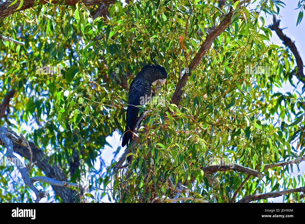 Red tail black cockatoo hires stock photography and images Alamy