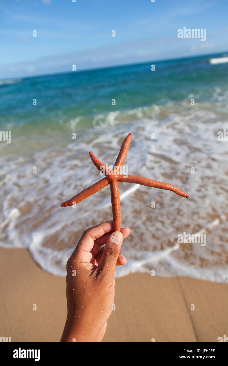 Close-up of a hand holding a Finger starfish, also known as Linckia Sea Star, found along the coastal beach Stock Photo