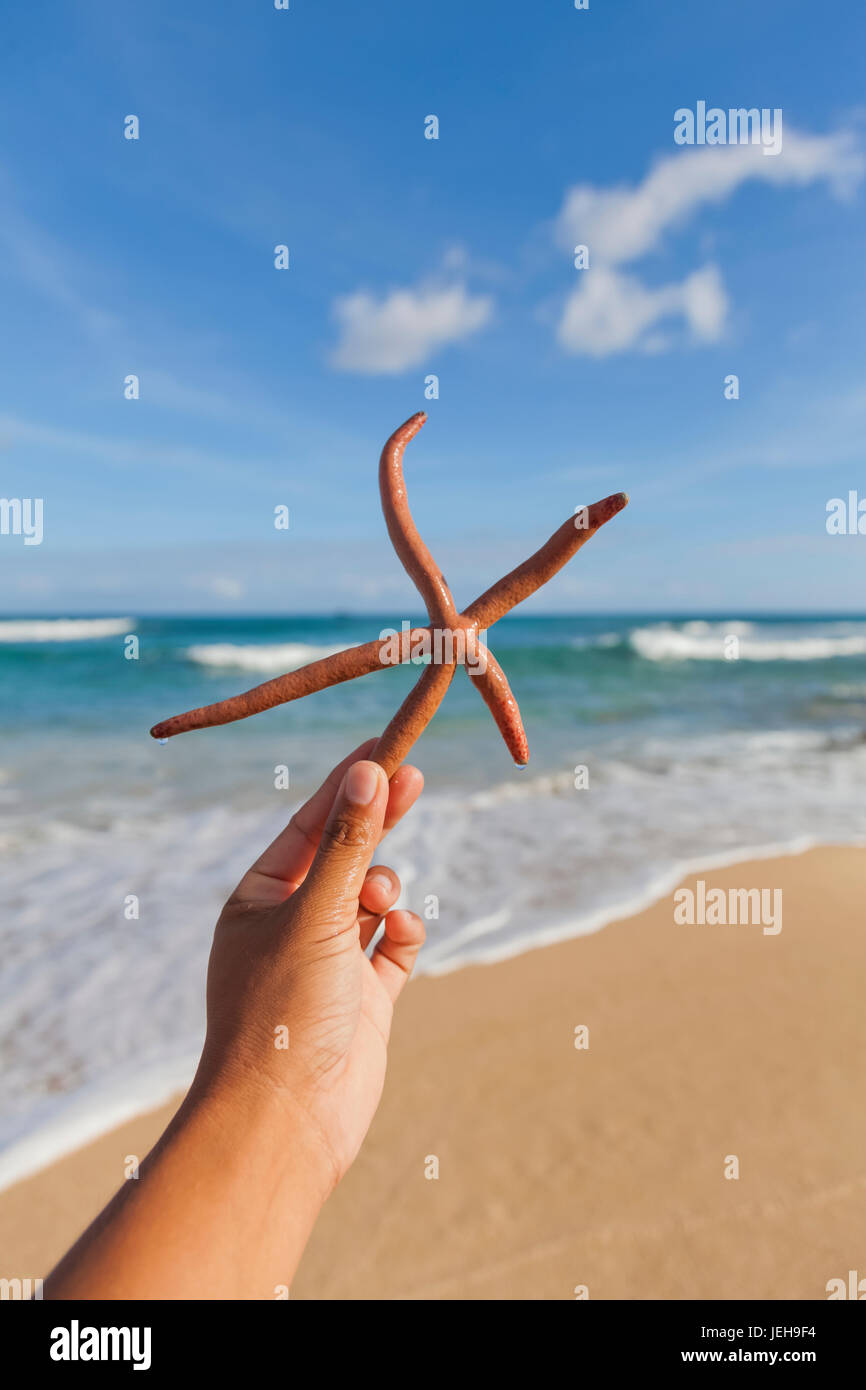 Close-up of a hand holding a Finger Starfish, also known as Linckia Sea Star, found along the coastal beach Stock Photo