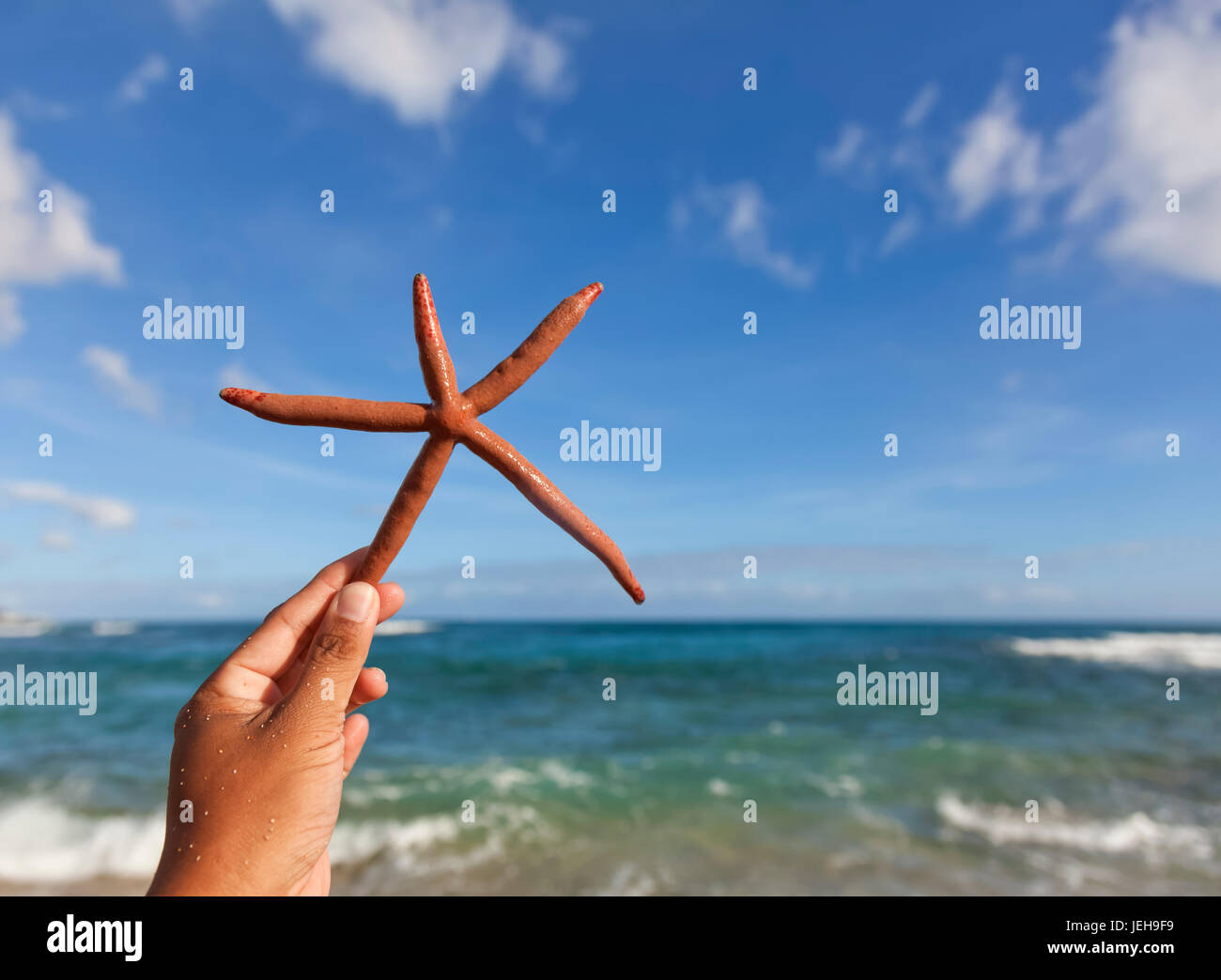 Close-up of a hand holding a Finger Starfish, also known as Linckia Sea Star, found along the coastal beach Stock Photo