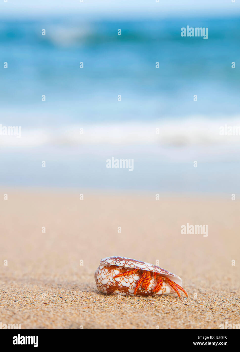 A Hawaiian sea creature, Halloween Hermit Crab (Ciliopagurus strigatus ...