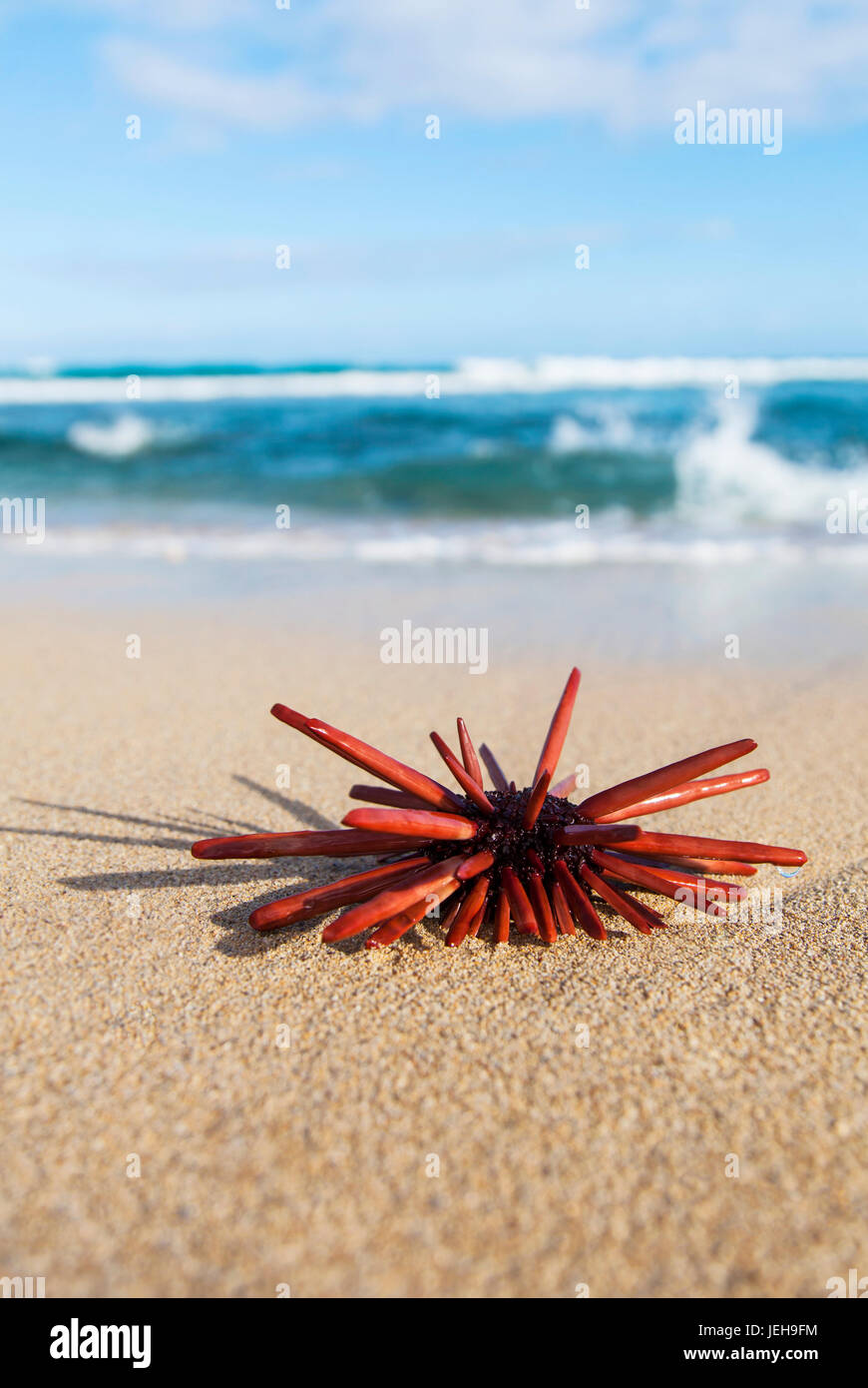 A Red Slate Pencil Urchin (Heterocentrotus Mamillatus) sounds on the sand at the beach; Honolulu, Oahu, Hawaii, United States of America Stock Photo