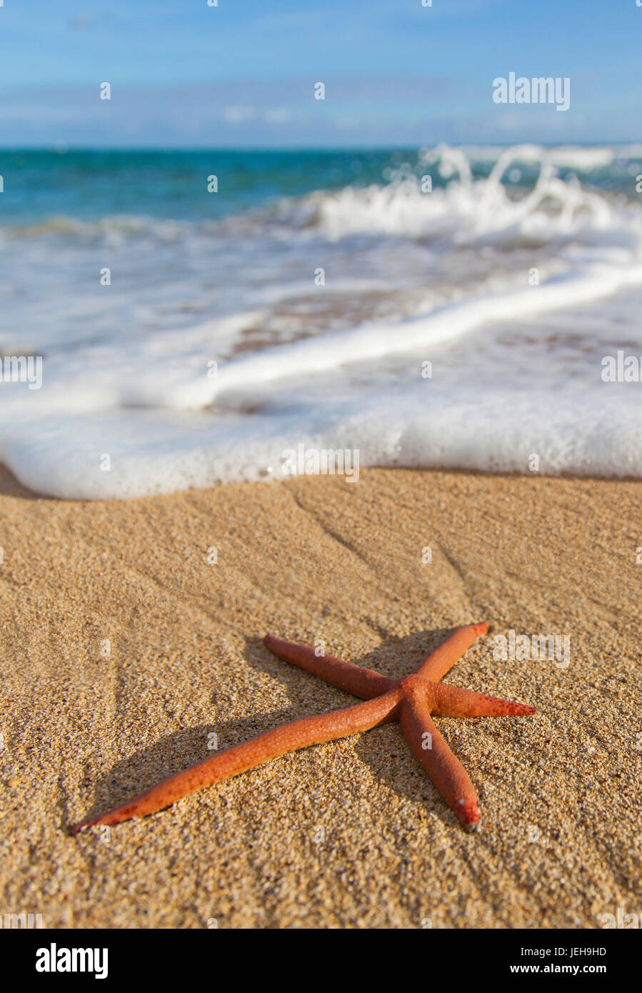 A red live Finger Starfish, also known as Linckia Sea Star, found along a sandy beach with white ocean tide washing up Stock Photo