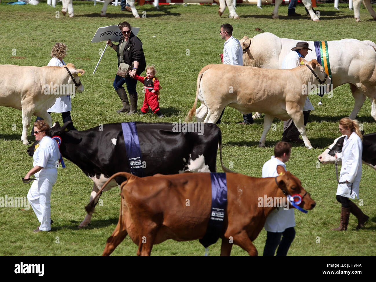 The grand parade of livestock in the showground during the Royal Highland Show in Edinburgh. Stock Photo