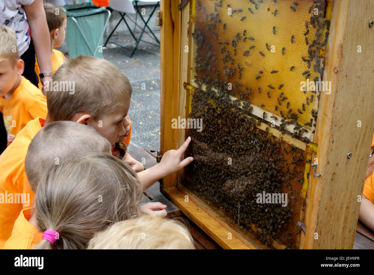 Children examine honeybees in a display case. Stock Photo