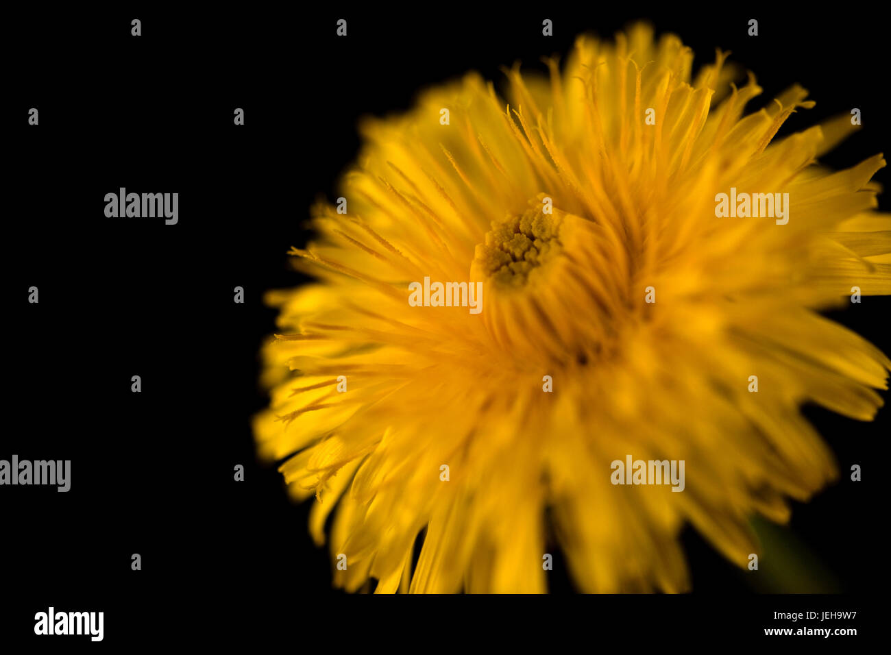 Close up of a Dandelion flower Stock Photo