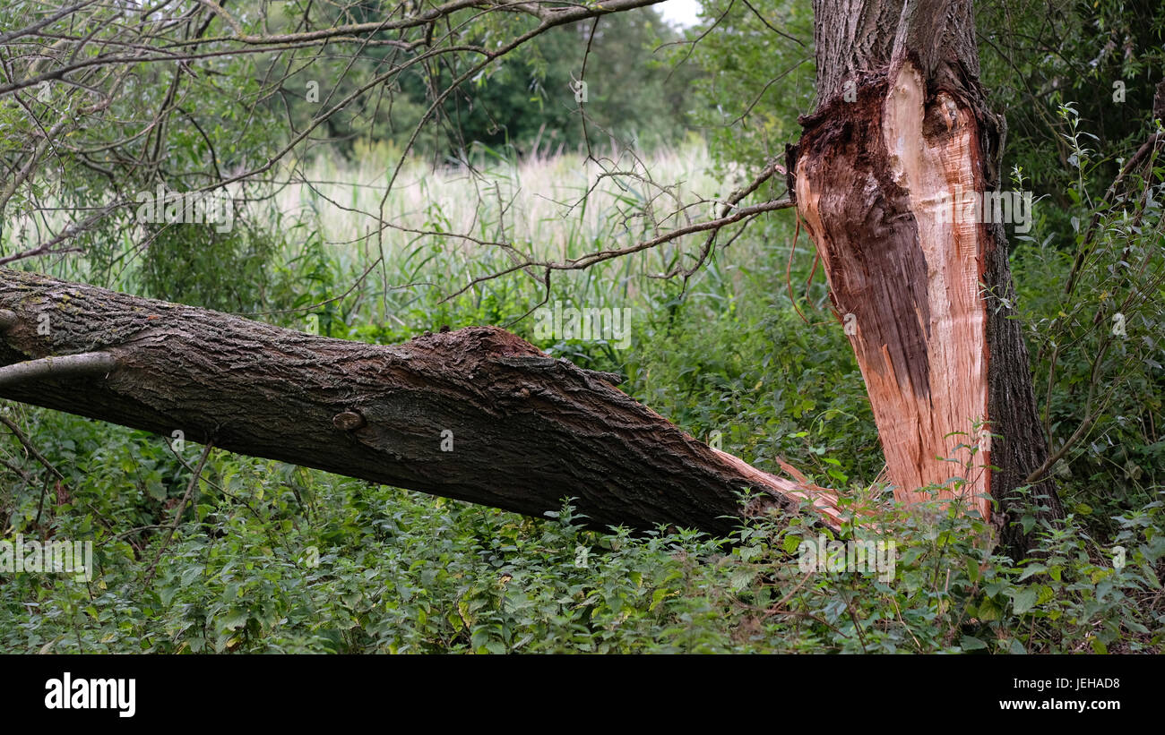 25th June 2017 - Stump of a tree blown over by a storm. on the Somerset Levels Stock Photo