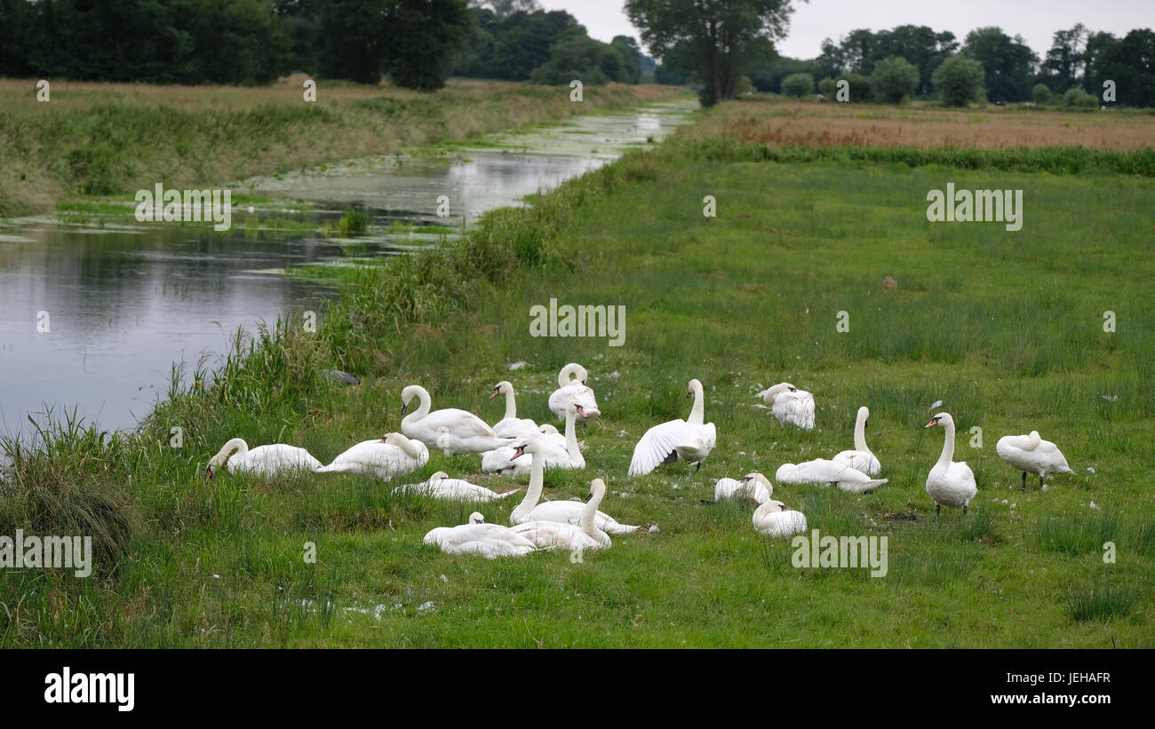 June 2017 - gathering of swans beside a Somerset river on the levels. Stock Photo