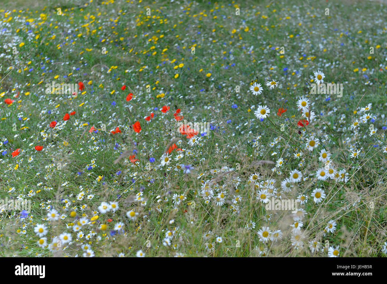 Summer wild flowers hi-res stock photography and images - Alamy