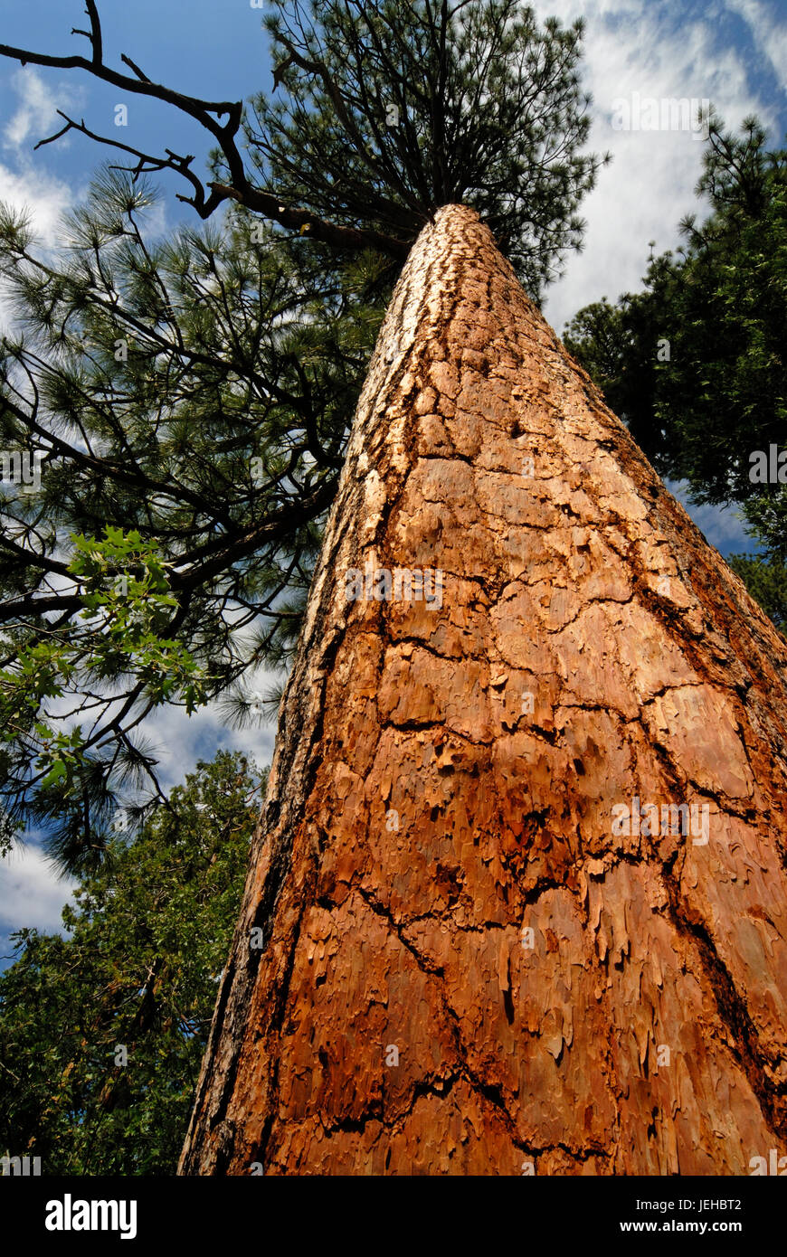 High tree trunk hi-res stock photography and images - Alamy