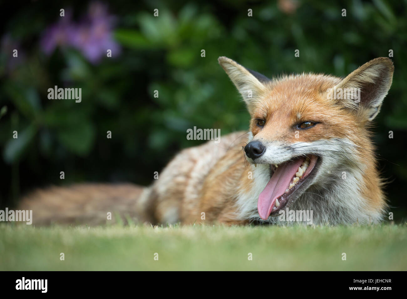 Fox trying to keep cool during a British summer heatwave Stock Photo