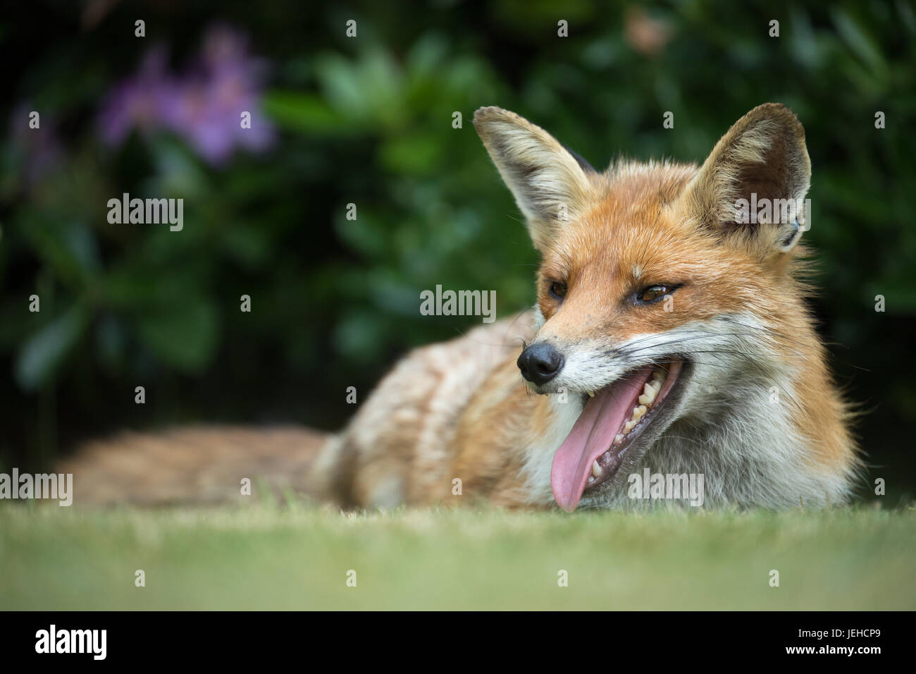 Fox trying to keep cool during a British summer heatwave Stock Photo