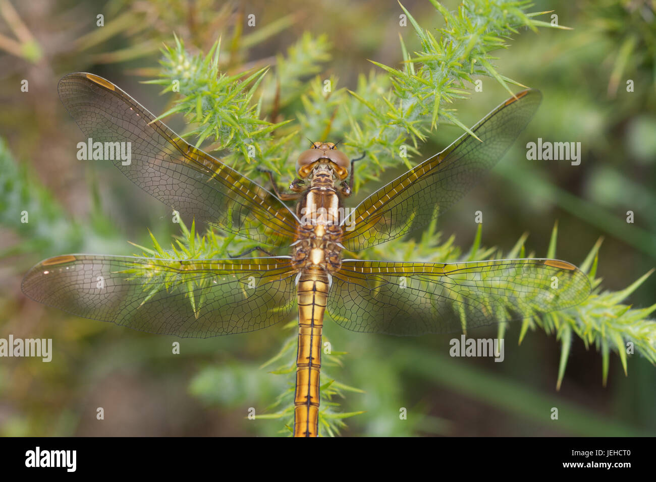 close-up-of-female-keeled-skimmer-dragonfly-orthetrum-coerulescens