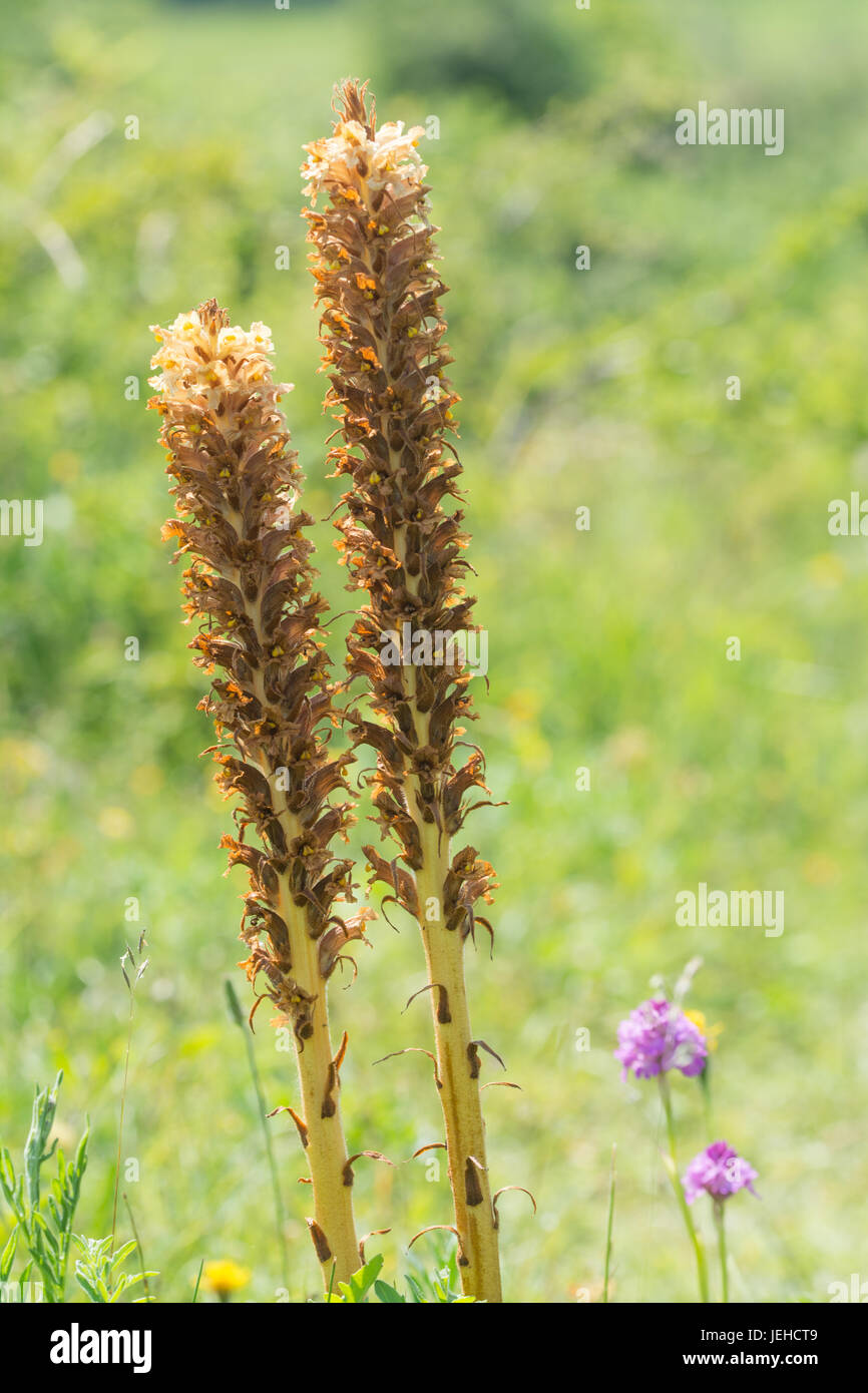 Common broomrape flowers (Orobanche), UK Stock Photo