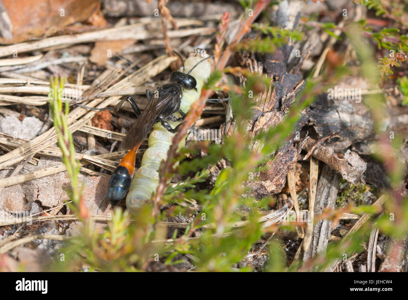 Parasitic wasp caterpillar hi-res stock photography and images - Alamy