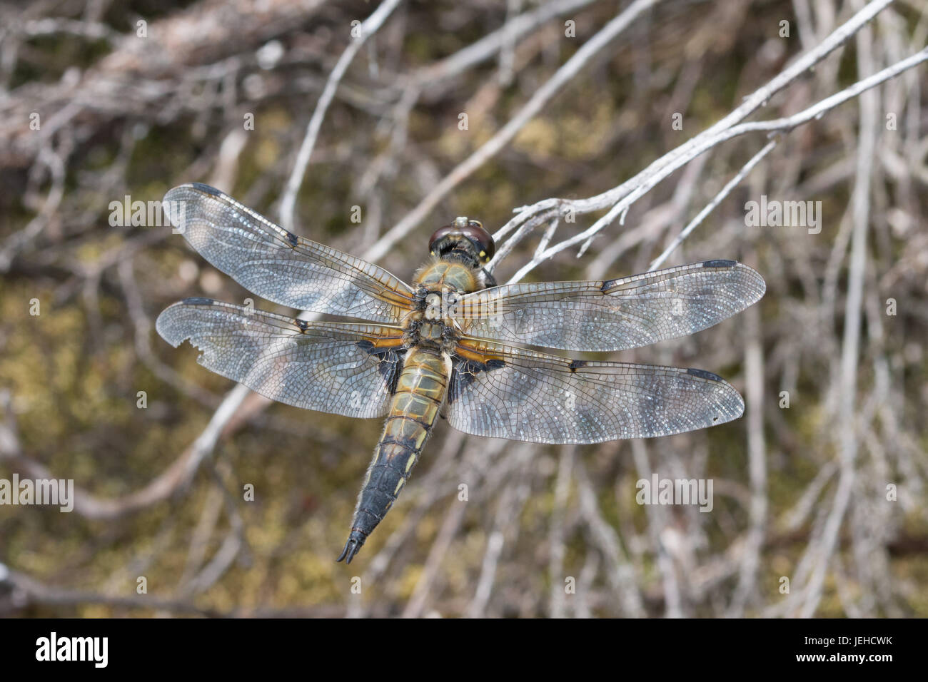 Close-up of four-spotted chaser dragonfly (Libellula quadrimaculata) Stock Photo