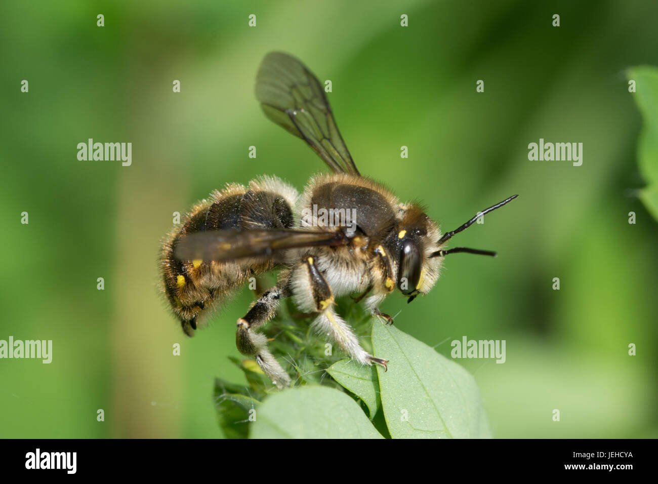 Close-up of a wool-carder bee (Anthidium manicatum) Stock Photo